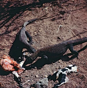 Images Dated 21st July 2011: Sunda Islands, Komodo Island, the giant Monitor lizards