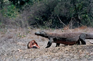 Images Dated 21st July 2011: Sunda Islands, Komodo Island, the giant Monitor lizards