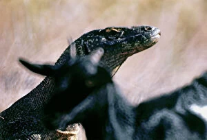 Images Dated 8th September 2011: Sunda Islands. Komodo Island. The giant monitor lizards