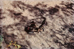 Images Dated 8th September 2011: Sunda Islands, Komodo Island, the giant Monitor lizards