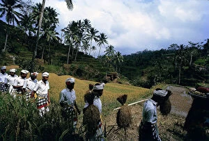 Images Dated 28th July 2011: Sunda Islands, the rice: crop propitiatory procession in Bali