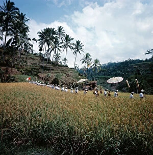 Images Dated 28th July 2011: Sunda Islands, the rice: crop propitiatory procession in Bali