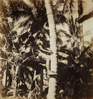 Images Dated 5th April 2011: Tahitian climbing a coconut tree, Tahiti