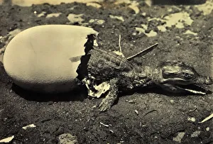 Animale Stampe: Animals, tiny crocodile emerges shell