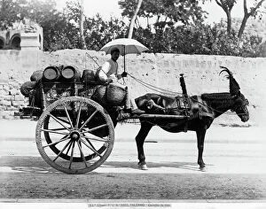 Images Dated 14th September 2011: A traditional wine cart drawn by a donkey, Palermo, Sicily