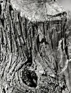 Stanimirovitch Stampe: Stanimirovitch, tree trunk