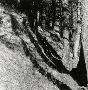 Engadina