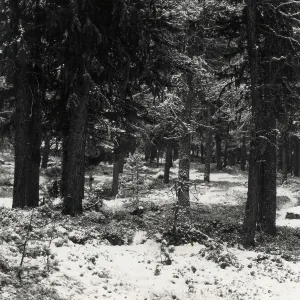 Arbres dans la neige