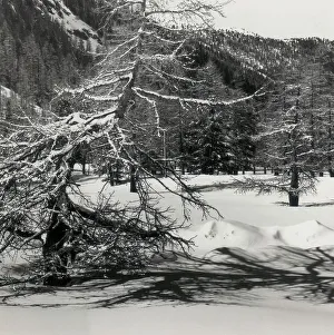 Bäume in Schnee