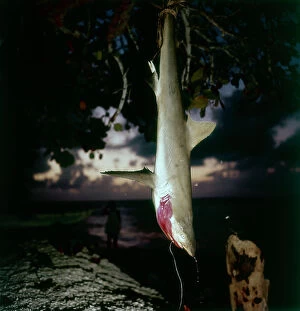 Images Dated 29th February 2012: Tuamotu Islands. Manihi. Night fishing hook, catching small sharks