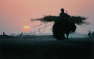 Images Dated 12th October 2011: Upper Egypt, Dandara, at sunset on their donkeys laden peasants returning from work in the fields