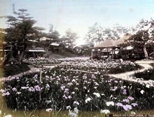 Japan: View of the beautiful iris garden of Horikiri in Tokyo. In the foreground