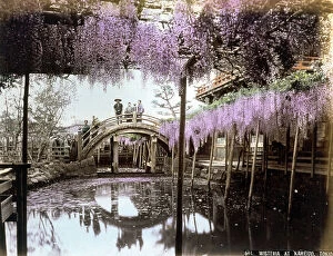 Images Dated 3rd December 2007: View of a picturesque pond enlivened with trellised Wisteria in the Kameido district of Tokyo