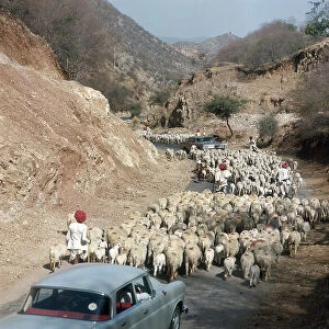 Images Dated 30th May 2007: View of a street with a shepherd and droves of sheep in Rajasthan