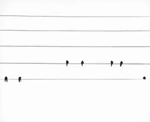 Featured Collection: View of some swallows perched on a power line