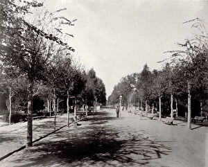 Images Dated 31st August 2010: View of a tree-lined avenue in Mendoza, in Argentina