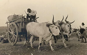 Images Dated 2nd May 2011: Wagon pulled by two cattle of the Maremma breed
