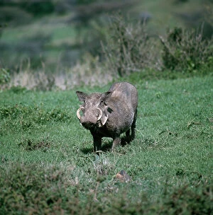 Images Dated 12th November 2009: A warthog