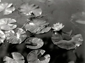 Featured Collection: Water-lilies on a mirrored surface of water. Beads of water are visible on the leaves