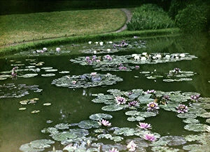 Images Dated 12th February 2010: Water lilies in a pond