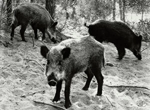Images Dated 14th April 2011: Wild boar in Bolgheri