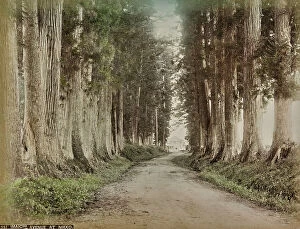 Japan: Wooded Avenue, Imaichi, Nikkō, Japan