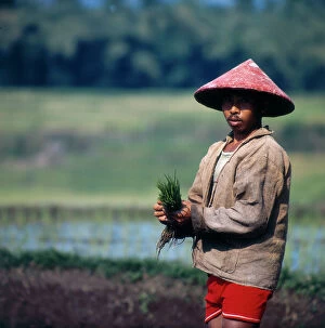 Images Dated 1st July 2011: Work in the rice fields, Sunda Islands, Bali
