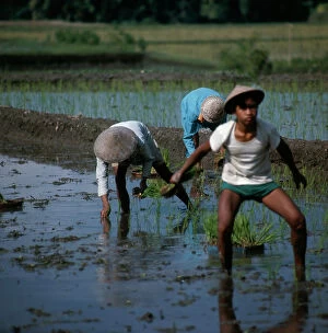 Images Dated 1st July 2011: Work in the rice fields, Sunda Islands, Bali