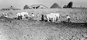 Travaux agricoles dans la province de Sienne