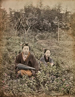 Japan: Two young japanese women in a garden of chrysanthemums